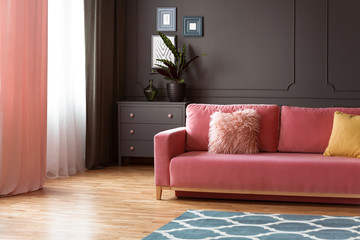 Pink couch with pillows in spacious grey living room interior with plant on cabinet. Real photo