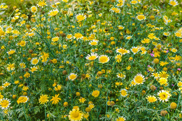 Field of yellow flowers