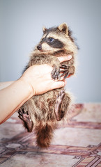 Funny little young raccoon in the woman hands