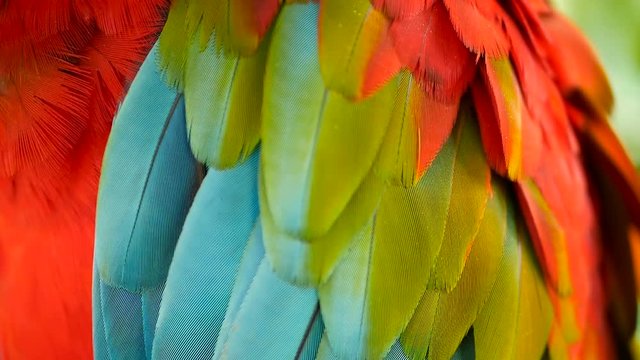 Close up of Red Amazon Scarlet Macaw parrot or Ara macao, in tropical jungle forest. Wildlife Colorful selective focus portrait of bird with vibrant feathers from exotic nature.