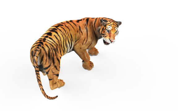 Dangerous Bengal Tiger Roaring and Jumping Isolated on White Background, with Clipping Path, 3d Illustration.