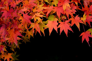 モミジの紅葉　黒バック

