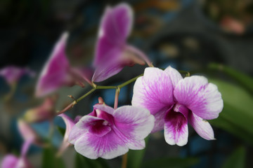 white purple orchid beauty nature in south Thailand.