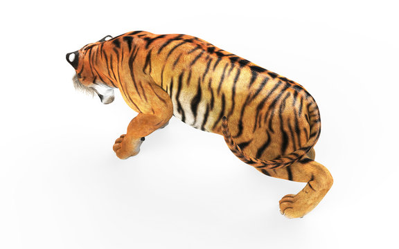 Dangerous Bengal Tiger Roaring and Jumping Isolated on White Background, with Clipping Path, 3d Illustration.