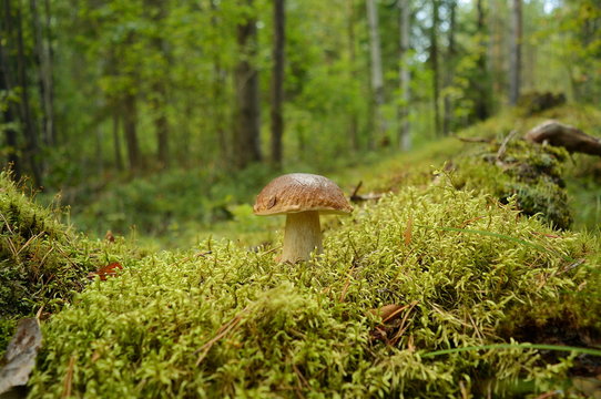 A beautiful mushroom boletus grows in moss in a forest on a blurred background of trees