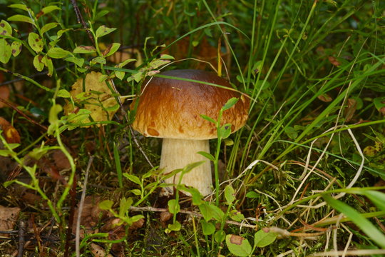 Beautiful mushroom boletus growing in grass close-up