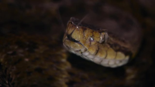 Slow motion of a venomous Fer de Lance (Bothrops atrox) viper protruding its tongue. In the Ecuadorian Amazon.