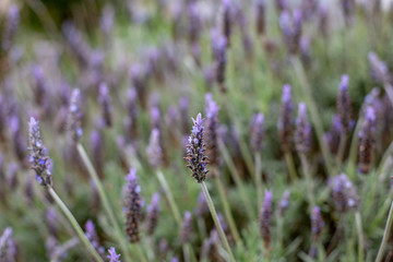 A purple lavender flower bush with a selective focus in Adelaide South Australia on 5th September 2018