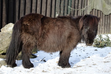 Black shetland pony