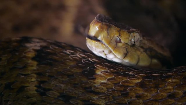 Slow motion of a venomous Fer de Lance (Bothrops atrox) viper protruding its tongue. In the Ecuadorian Amazon.
