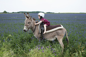 Girl wearing helmet, riding donkey in rural field with flowers