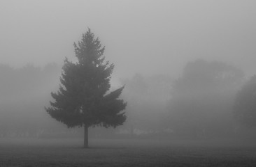 Fototapeta na wymiar Туманное утро