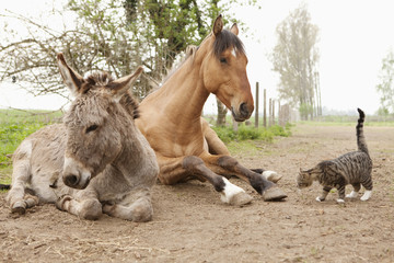 Cat, donkey and horse on rural dirt road