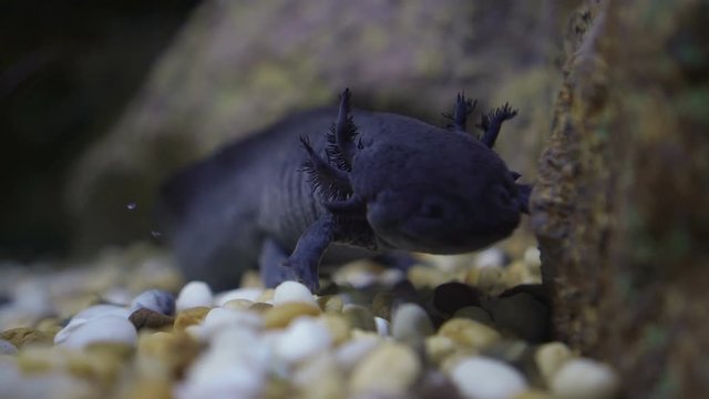 Water salamanders under water cute smiley lizard like amphibian animal