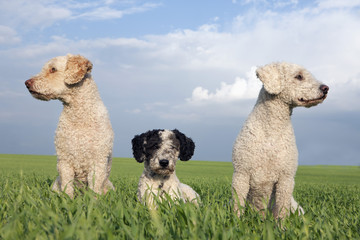 Dogs in sunny, rural field