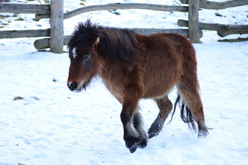 Shetland pony playing in the snow