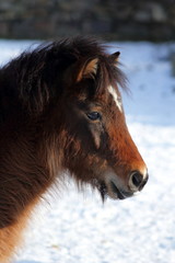 Shetland pony playing in the snow