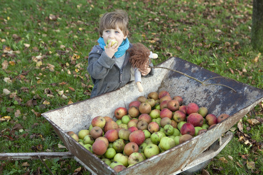 Girl with doll eating fresh, ripe harvested apple