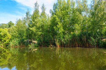 Small calm lake in green birch forest at summer