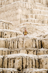 Huaca Pucllana Peru Lima Ancient excavations, ruins of pre-Inca culture