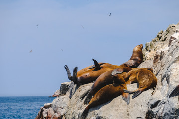 Seal. The Paracas National Reserve is located in Ica, Peru and consists of the Paracas Peninsula,...