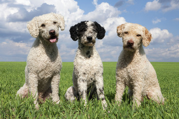 Portrait cute dogs in sunny, rural field