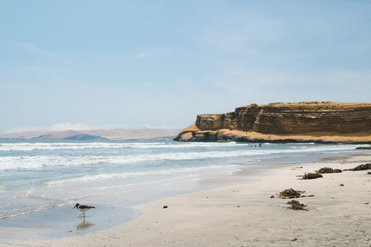 Peru, Paracas. Black and white seagull with red beak on white sand and against the sea