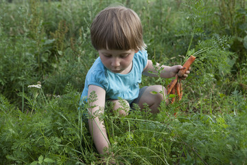 Girl harvesting carrots in vegetable garden