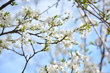 Orchard