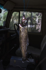 Fresh caught trout hanging in pickup truck