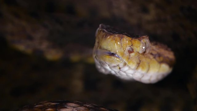 Slow motion of a venomous Fer de Lance (Bothrops atrox) viper protruding its tongue. In the Ecuadorian Amazon.