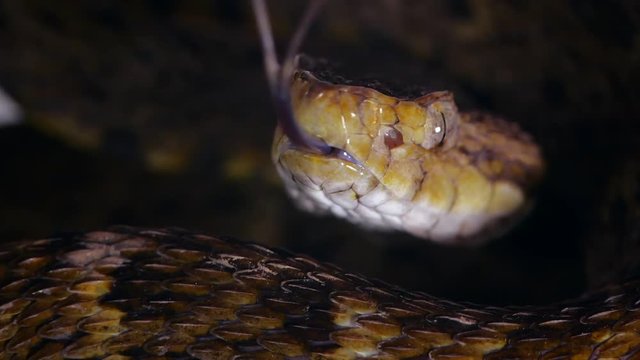 Slow motion of a venomous Fer de Lance (Bothrops atrox) viper protruding its tongue. In the Ecuadorian Amazon.