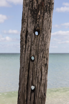 Holes in driftwood post on beach