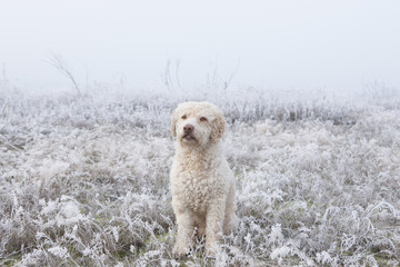 Portrait labradoodle in snowy field