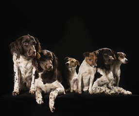 Studio shot Springer Spaniel and Jack Russell Terrier dogs