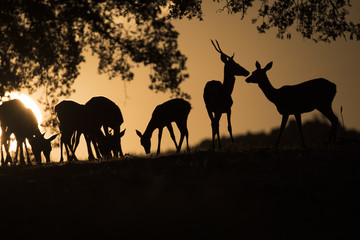 Deers (cervus elaphus) group backlighted, warm sunset, tree