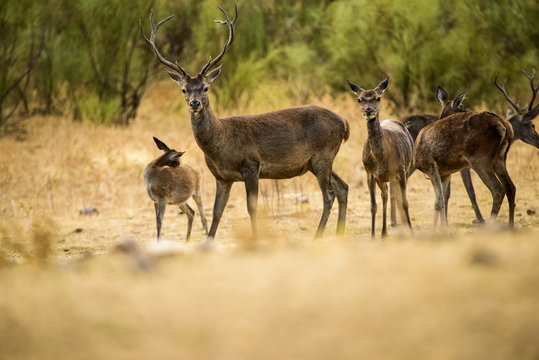 20 031 Best Male And Female Deer Images Stock Photos Vectors Adobe Stock