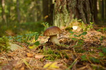 Mushroom boletus stands on a sunny forest edge