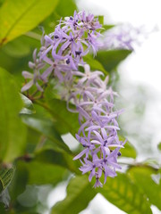 The flower is a bunch of purple. Petrea volubilis L.