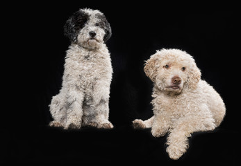 Studio shot dogs on black background