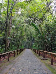 Camino Mágico