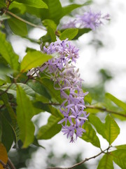 The flower is a bunch of purple. Petrea volubilis L. on tree in garden on blurred of nature background