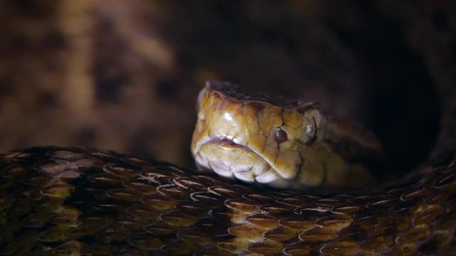 Slow motion of a venomous Fer de Lance (Bothrops atrox) viper protruding its tongue. In the Ecuadorian Amazon.