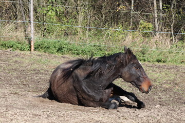 Dark horse rolling in the mud