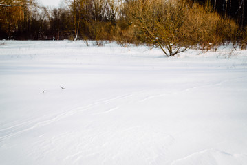 Beautiful winter landscape in the forest