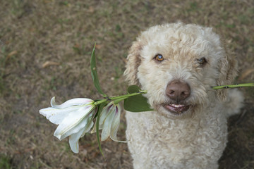 Portrait labradoodle holding white lily flower