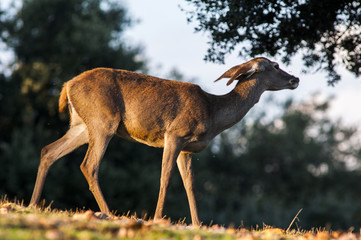 Deer (cervus elaphus) group, male, female, fawns