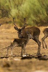 Deer, fawn, group, standing in tehe ground looking for food