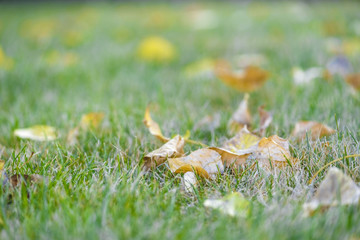 autumn leaves close up