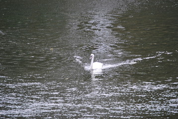 White Swan in River